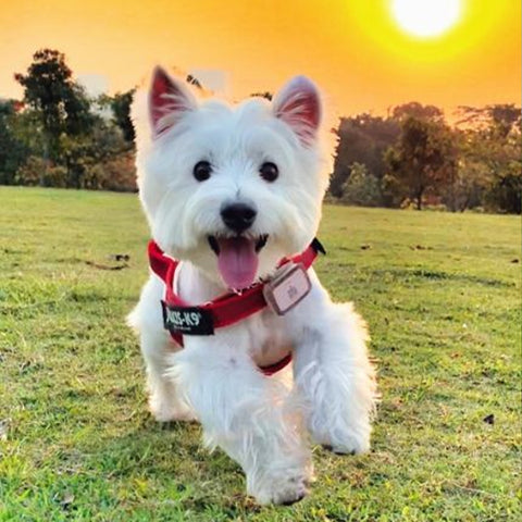 Heart heartwrom hookworm for pet dog chewtable guard 0-12kg 12-22kg 22-44kg